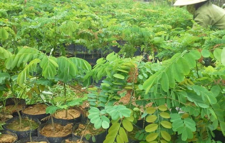 Tìm hiểu chi tiết về gỗ cây cẩm, phân loại