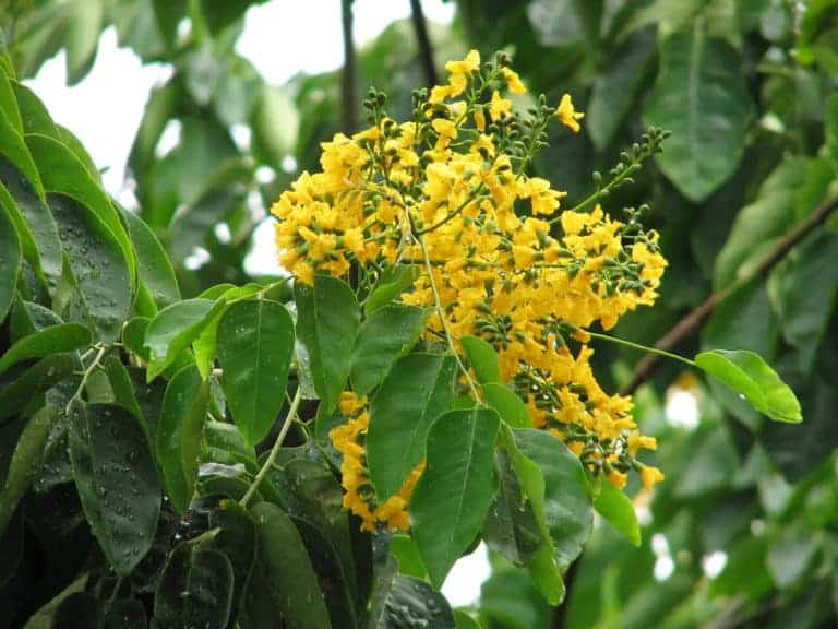 Tìm hiểu chi tiết về gỗ Hương