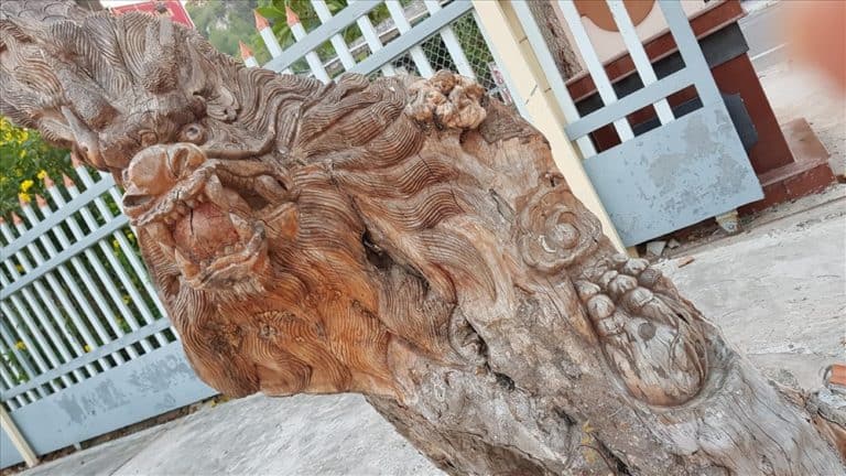 Kinh ngạc cây tươi bỗng ‘hóa rồng’ ở An Giang
