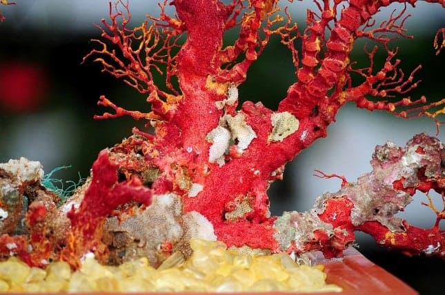 San hô đỏ hay Huyết thảo dưới đáy đại dương có khả năng chữa bệnh
