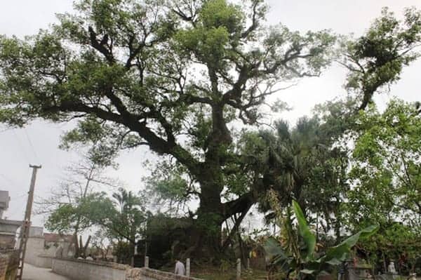 Ngắm cây long não cổ thụ ở Nam Định và truyền thuyết