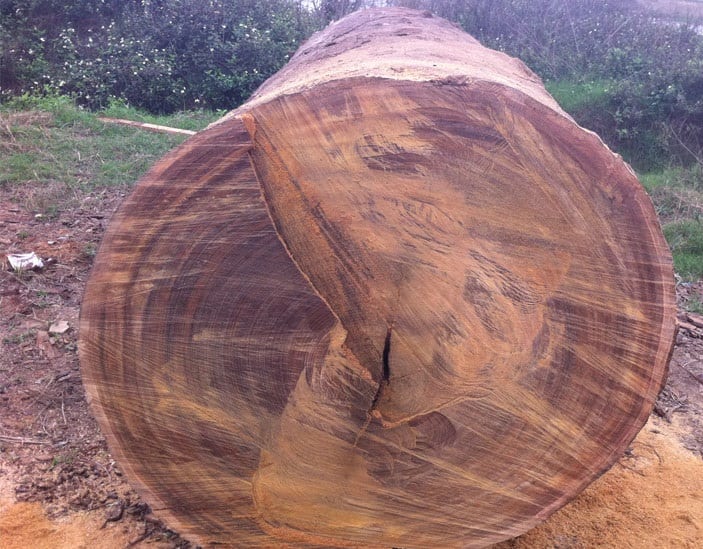 Tìm hiểu chi tiết công dụng của gỗ cây Sến