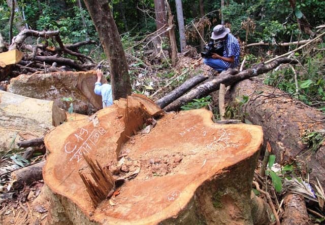 Tìm hiểu chi tiết về cây gỗ dổi và ý nghĩa phong thủy, ứng dụng cuộc sống