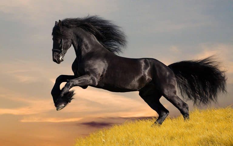 Tìm hiểu chi tiết ý nghĩa và cách bài trí tượng ngựa trong phong thủy