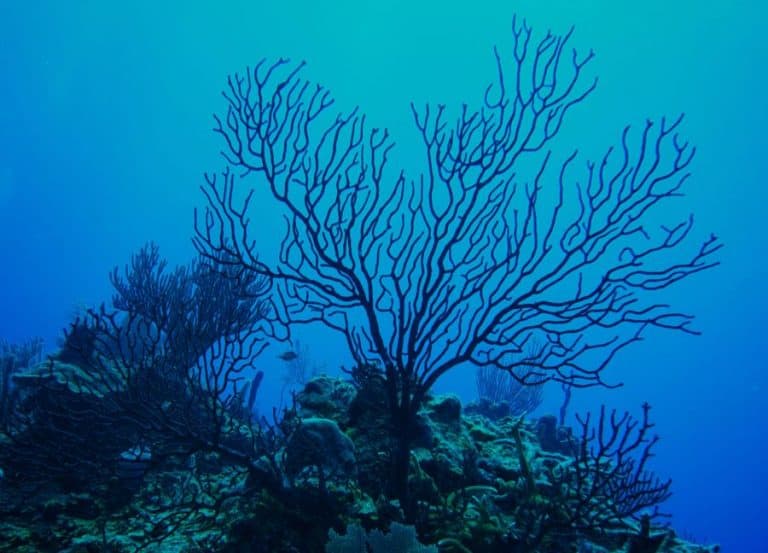 Cận cảnh thợ gia công hạt san hô đen (cây dương biển) tự nhiên để làm vòng hạt phong thủy đeo tay