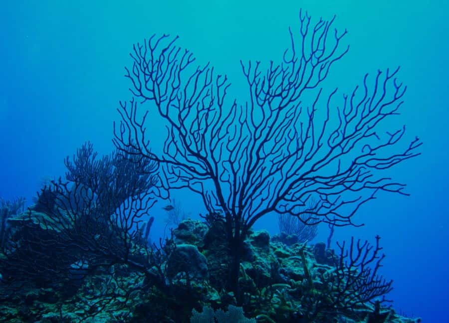 cây dương biển / san hô đen