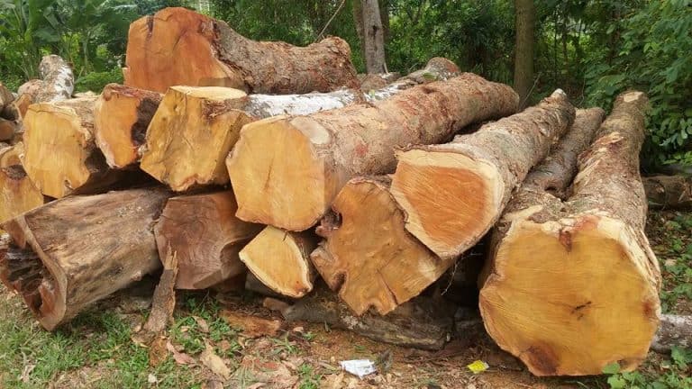 Tìm hiểu về gỗ cây mít và ứng dụng trong đời sống