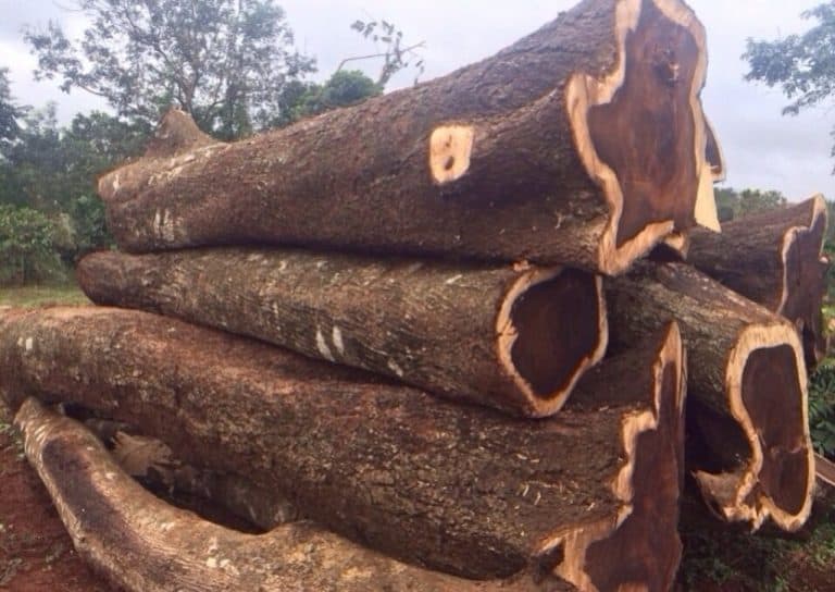 Tìm hiểu gỗ cây Muồng đen hay Muồng xiêm và ứng dụng đời sống