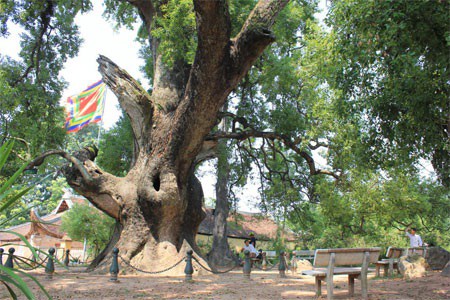 Kỳ diệu cây dã hương 1,000 năm tuổi “độc nhất vô nhị của thế giới”