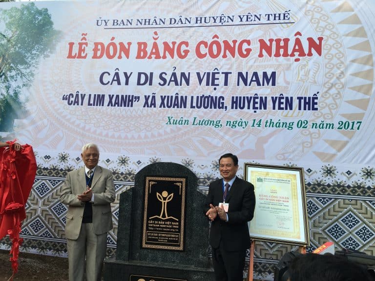 Cận cảnh cây lim 1,000 năm tuổi ở Bắc Giang được công nhận Di Sản Việt Nam