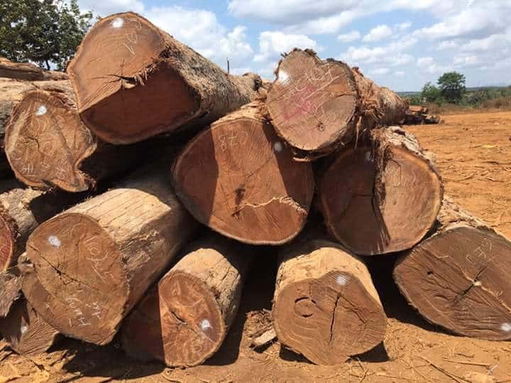 Tìm hiểu chi tiết về gỗ cà chít hay gỗ cây sến trong đời sống