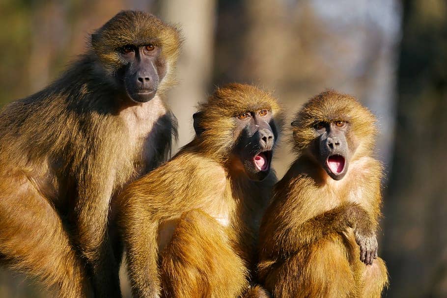 animals-ape-berber-monkeys-three-monkeys